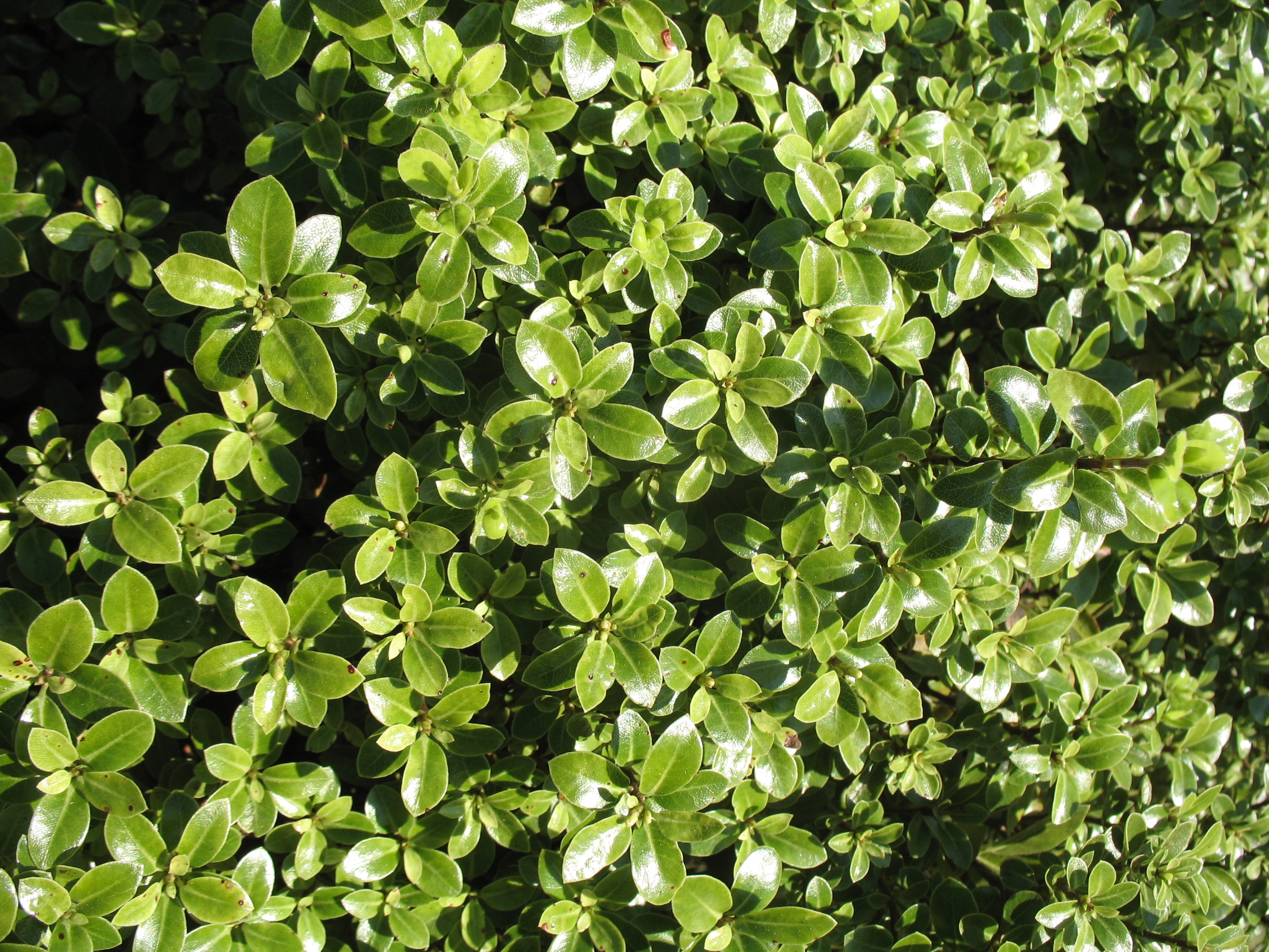 Online Plant Guide Pittosporum tenuifolium 'Golf Ball' / Golf Ball Kohuhu